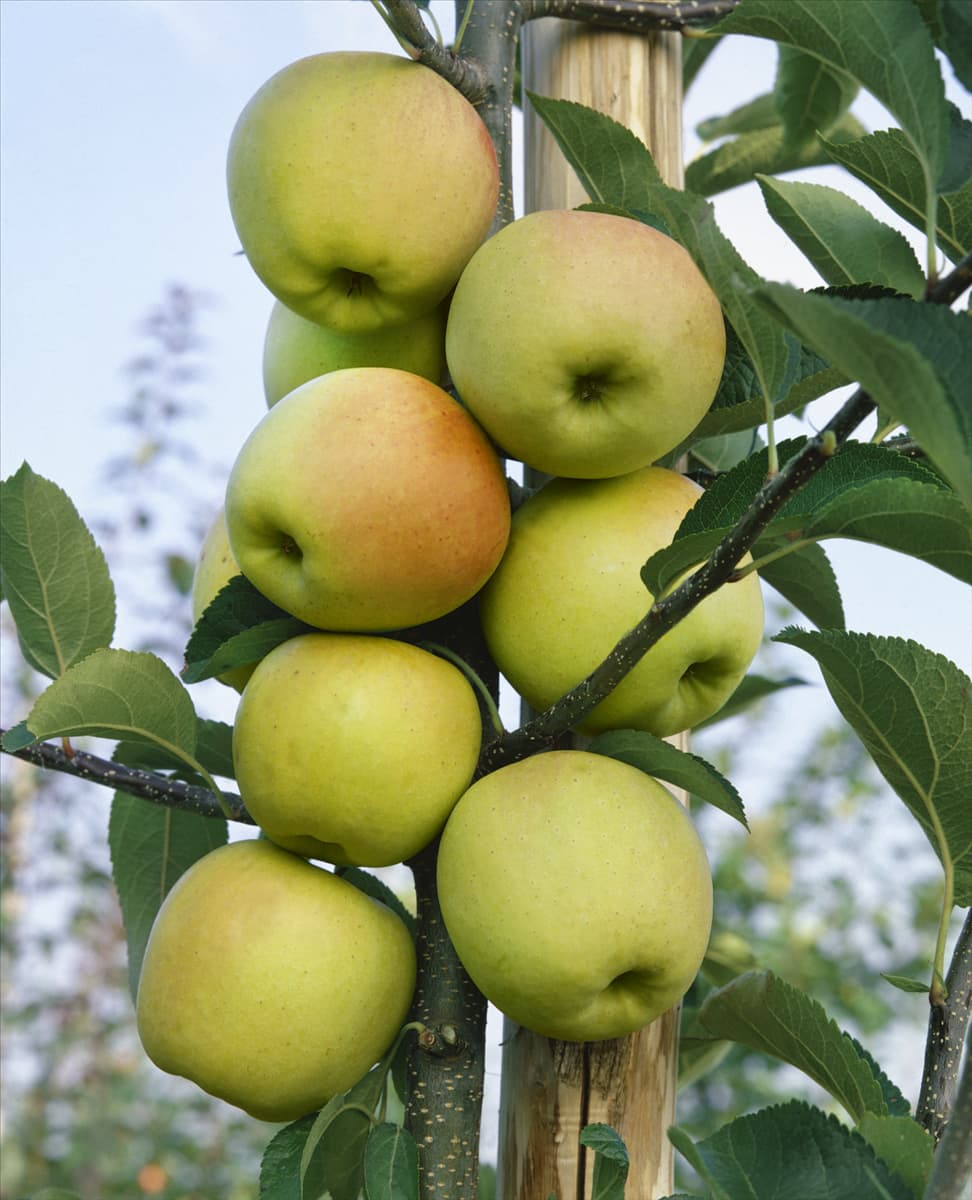 Malus domestica Golden Delicious