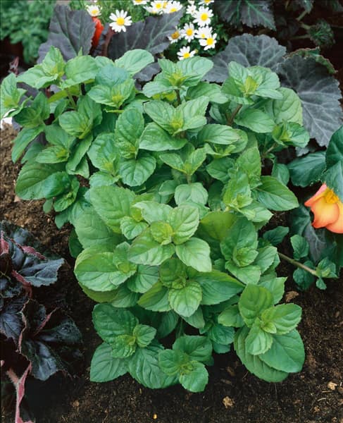 Mentha x piperita 'Glaciale'