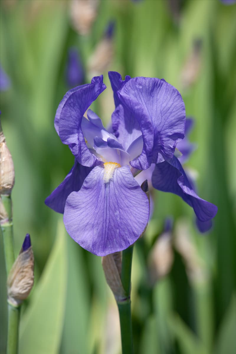 Iris Celeste