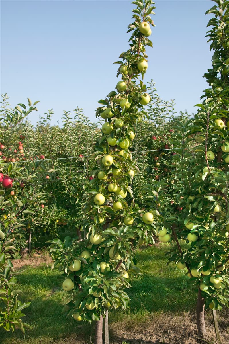 Malus domestica Goldcats