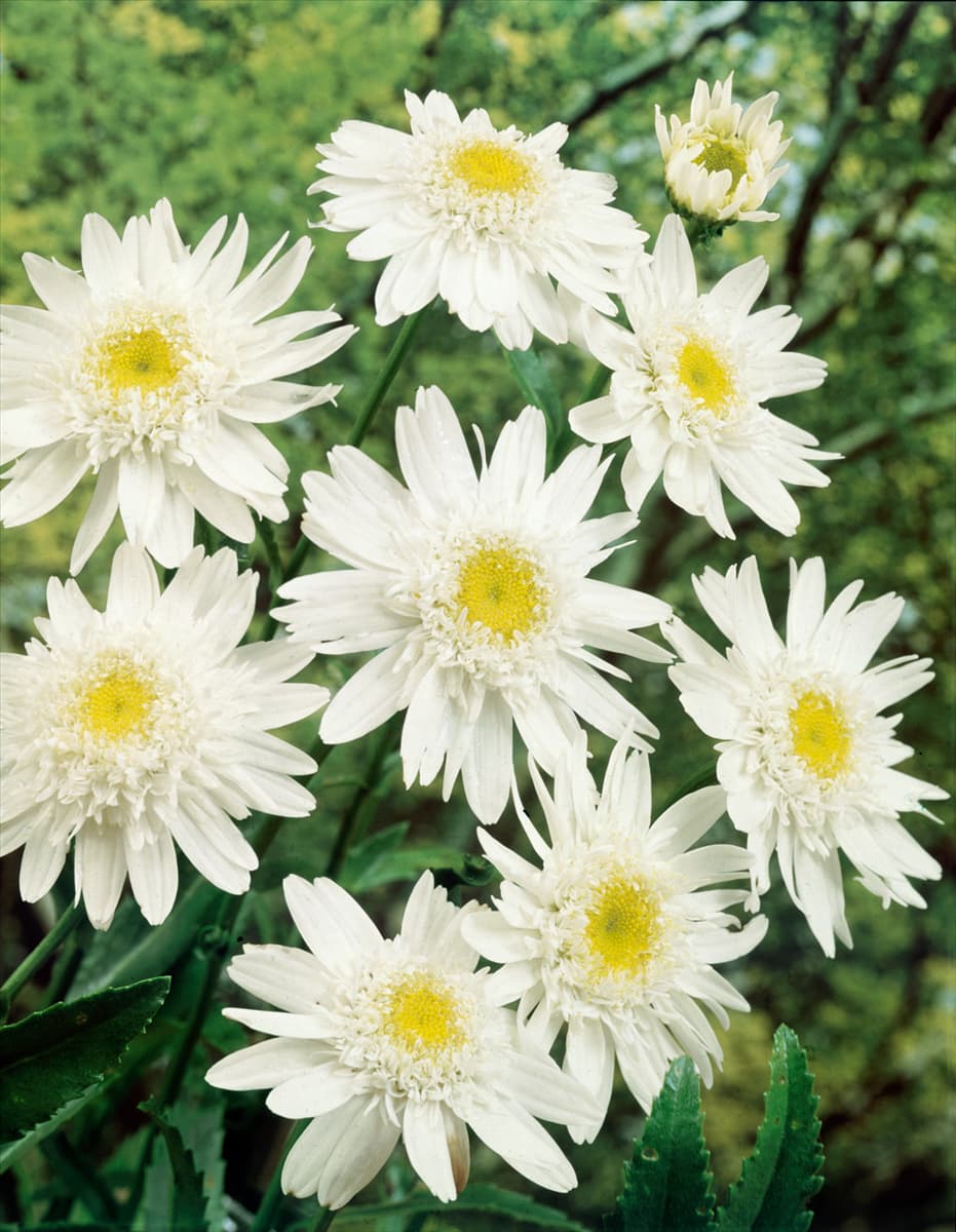 Leucanthemum x superbum Christine Hagemann