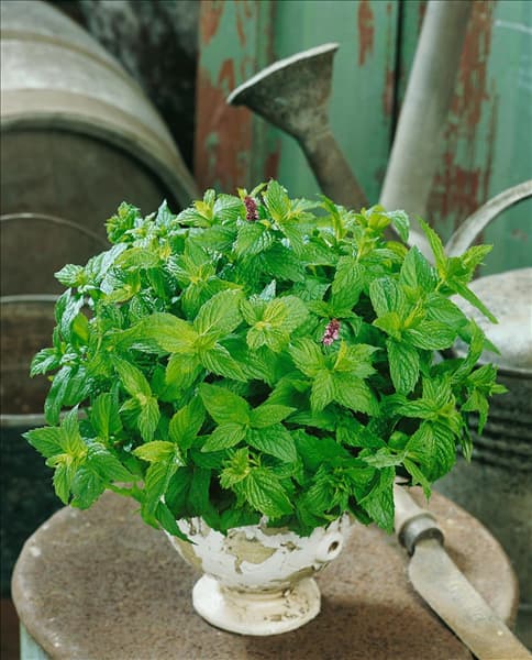 Mentha x piperita 'Thueringer'