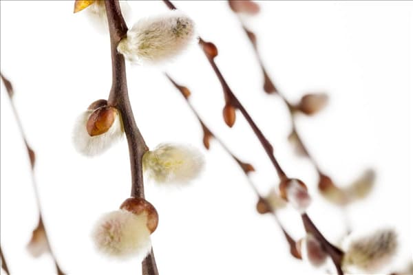 Salix caprea 'Pendula'