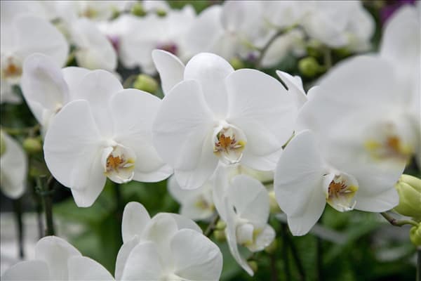 Phalaenopsis 'Ikaria'