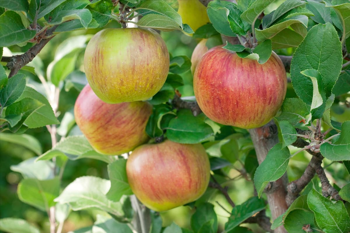 Malus domestica Rote Goldparmäne