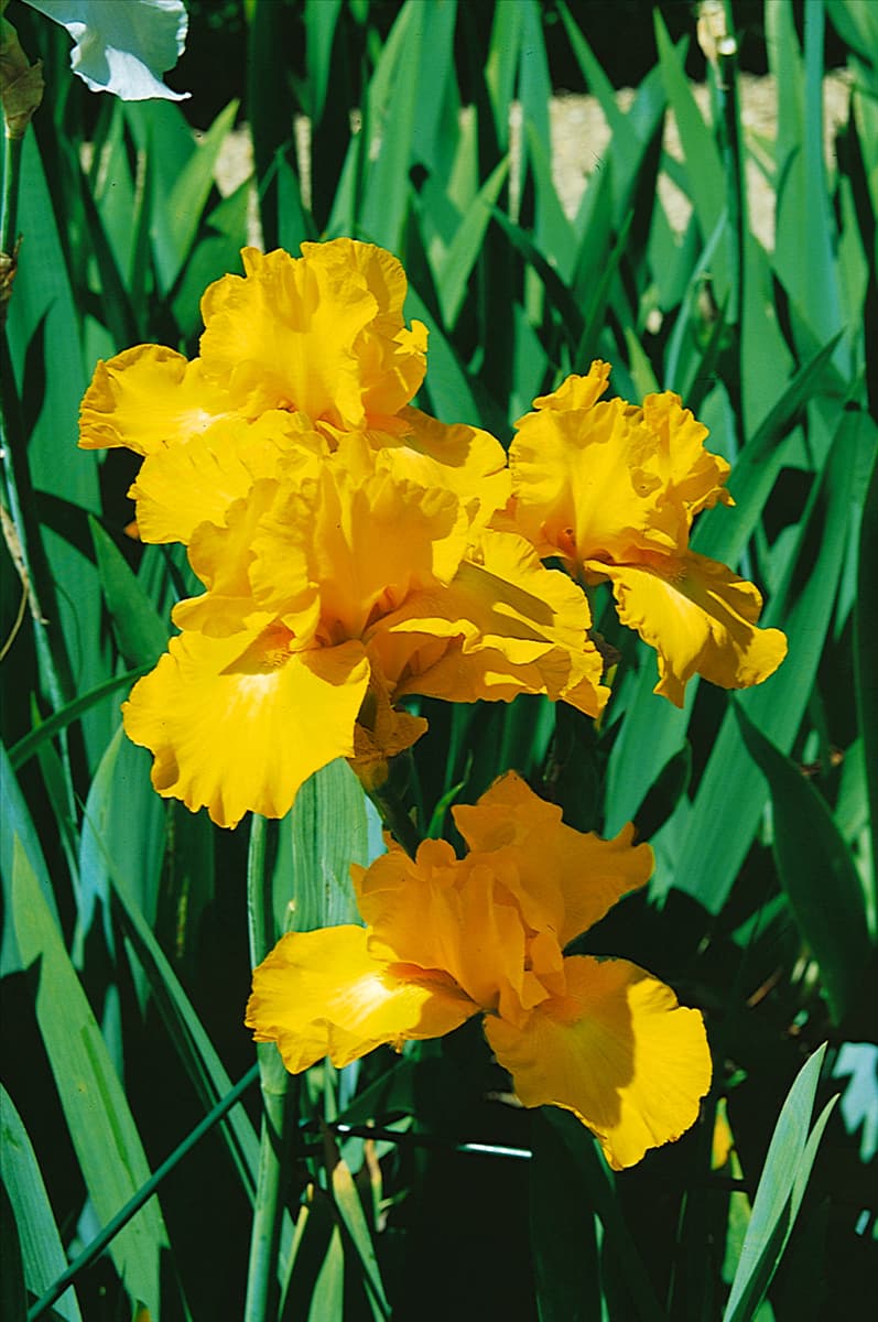 Iris germanica Gold Galore