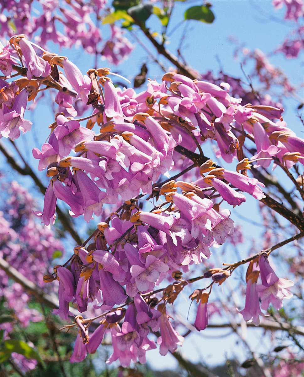 Paulownia tomentosa