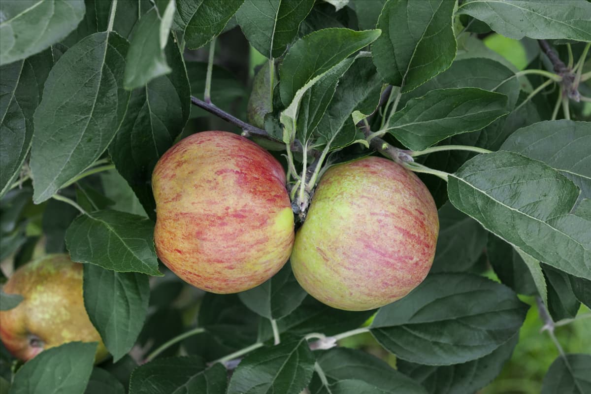Malus domestica Gravensteiner