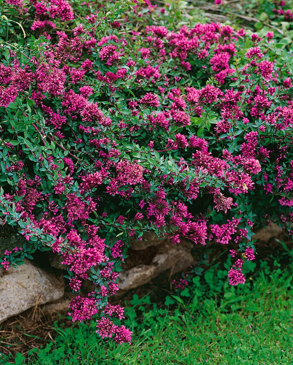 Origanum laevigatum Herrenhausen