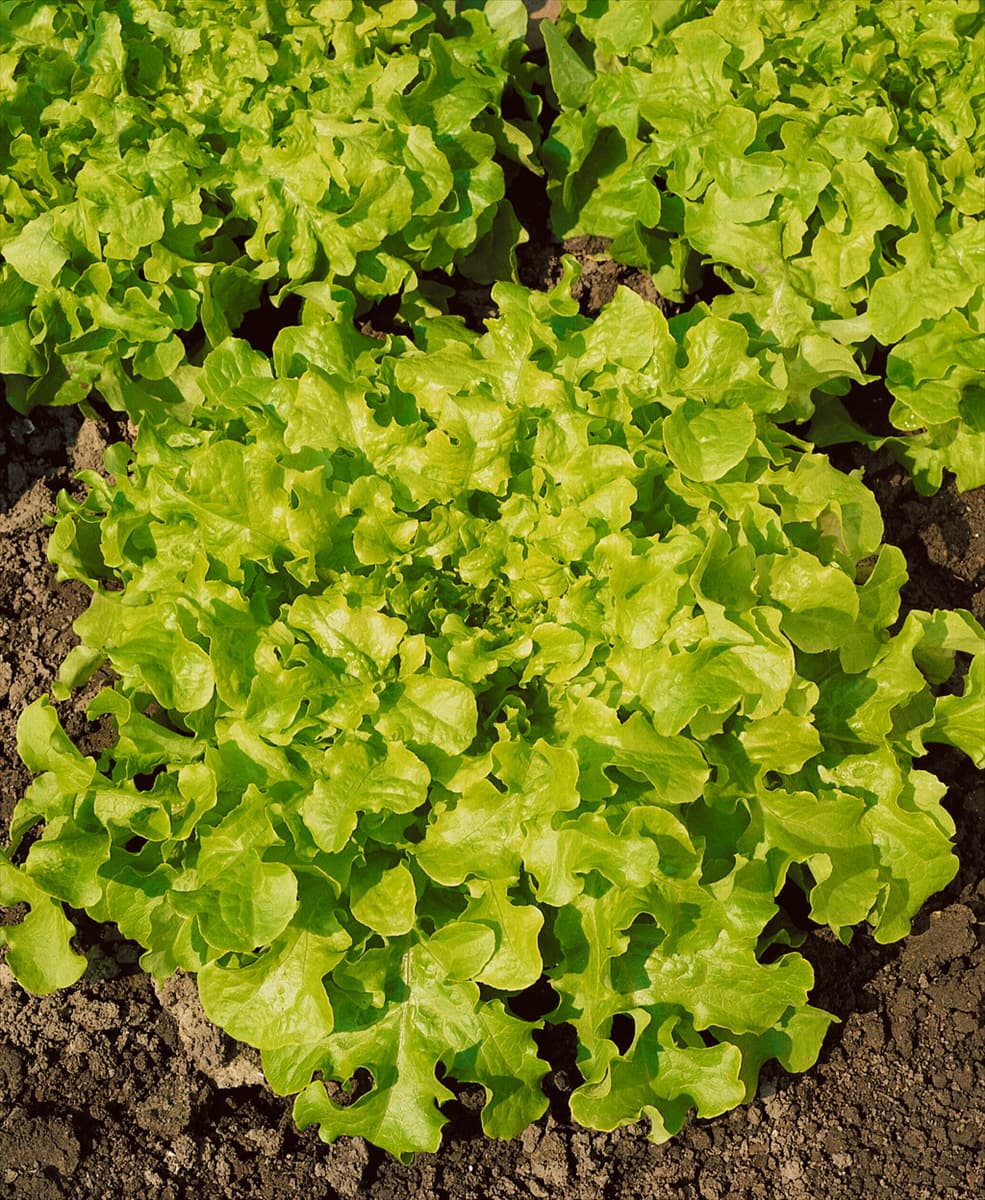 Pflücksalat / Lactuca sativa var. crispa Salad Bowl