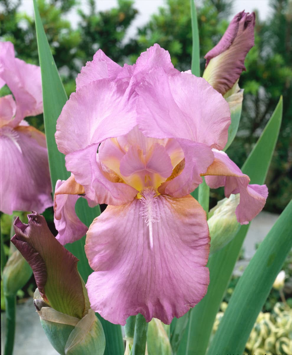 Iris germanica Amethyst Flame