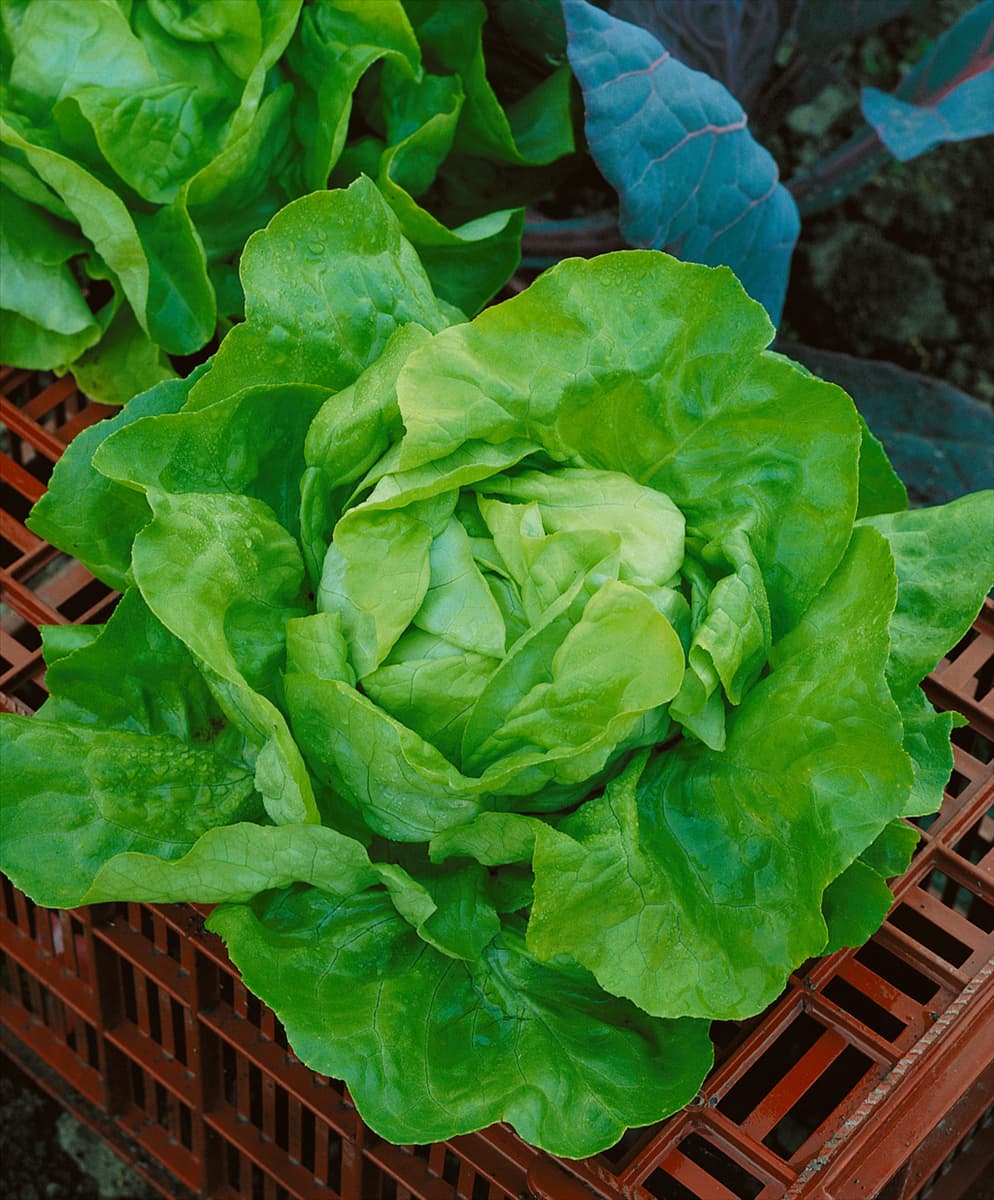 Kopfsalat PASSE PARTOUT B.