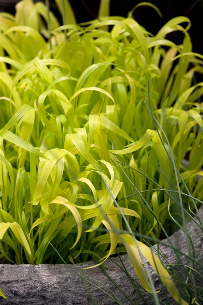 Milium effusum Flashlights
