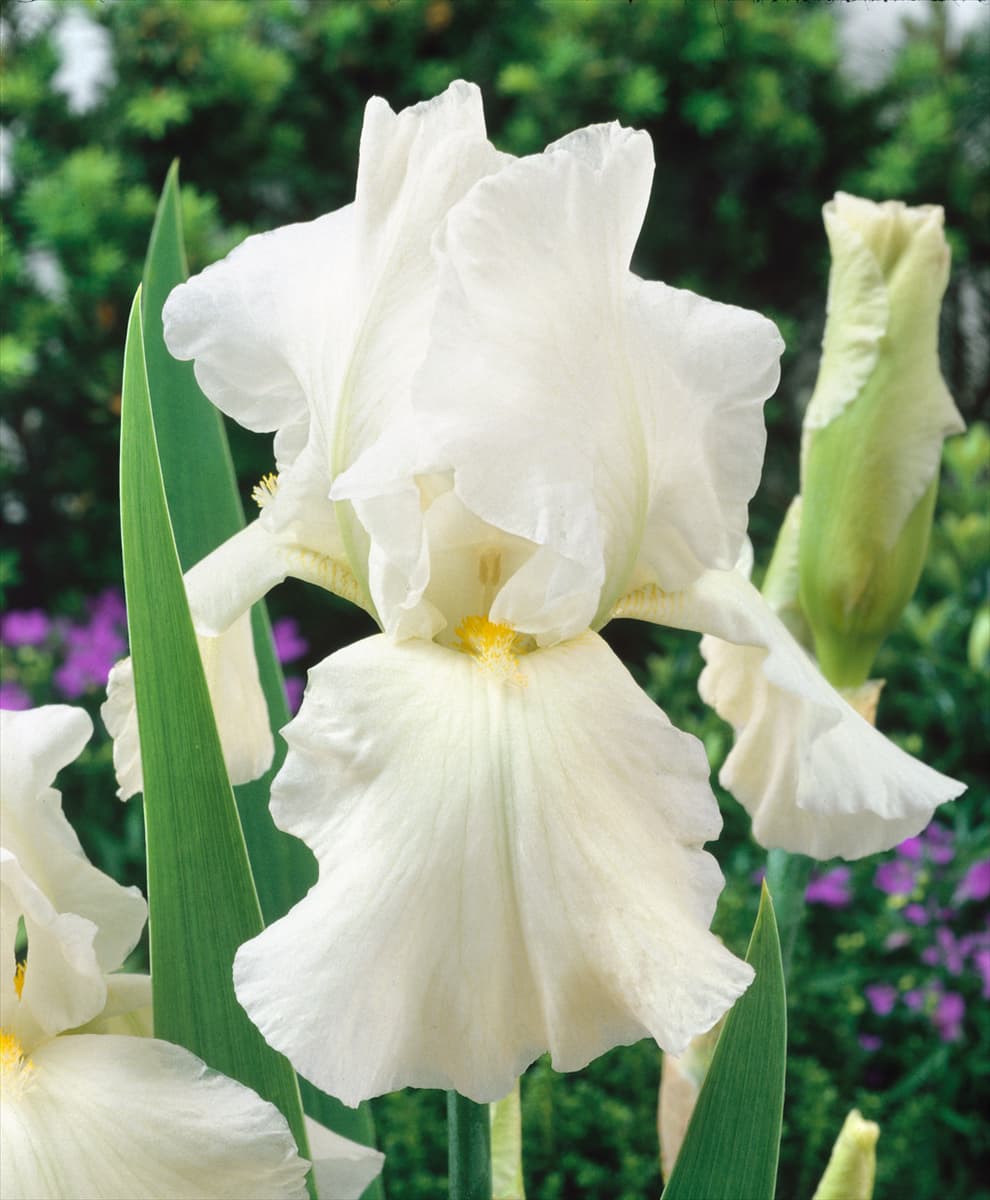 Iris germanica Cliffs of Dover