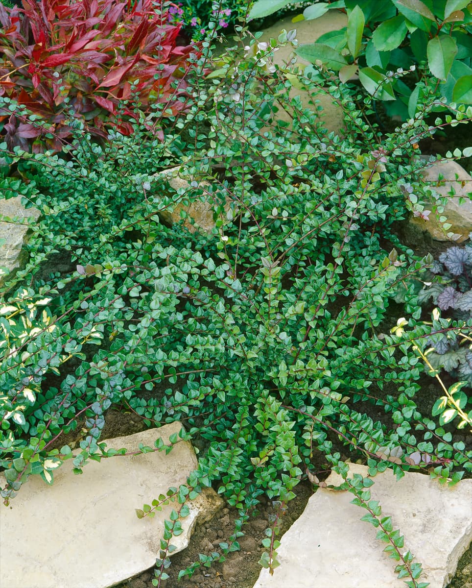 Lonicera nitida Red Tips