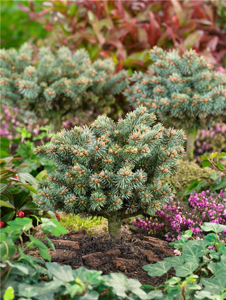 Picea pungens 'Blaukissen'