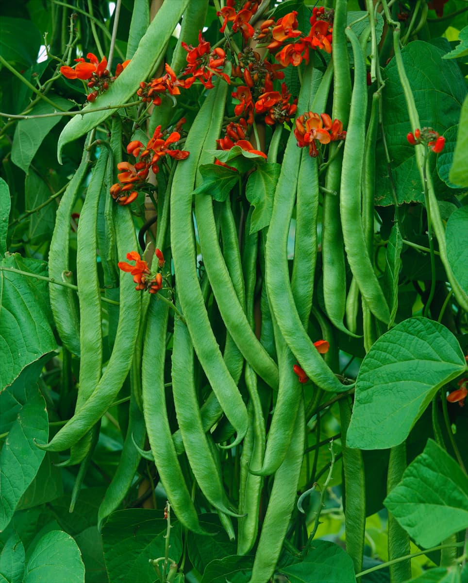 Feuerbohne / Phaseolus coccineus Prizewinner