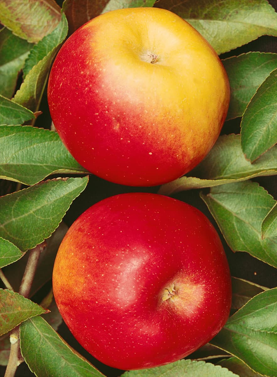 Apfel / Malus domestica Jonathan