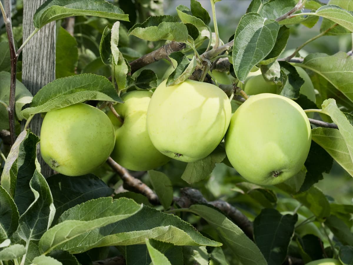 Malus domestica Weisser Klarapfel
