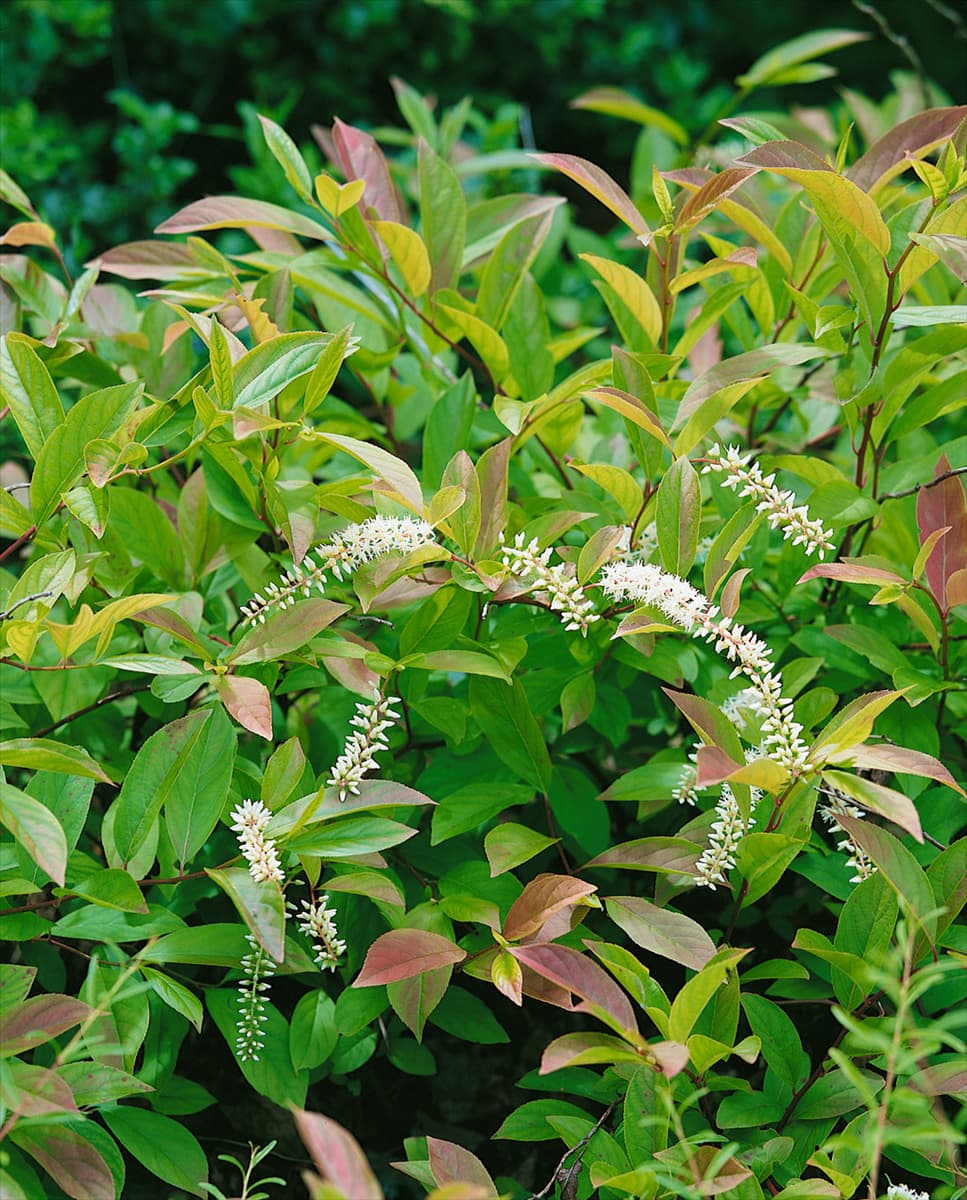 Itea virginica Little Henry (R)