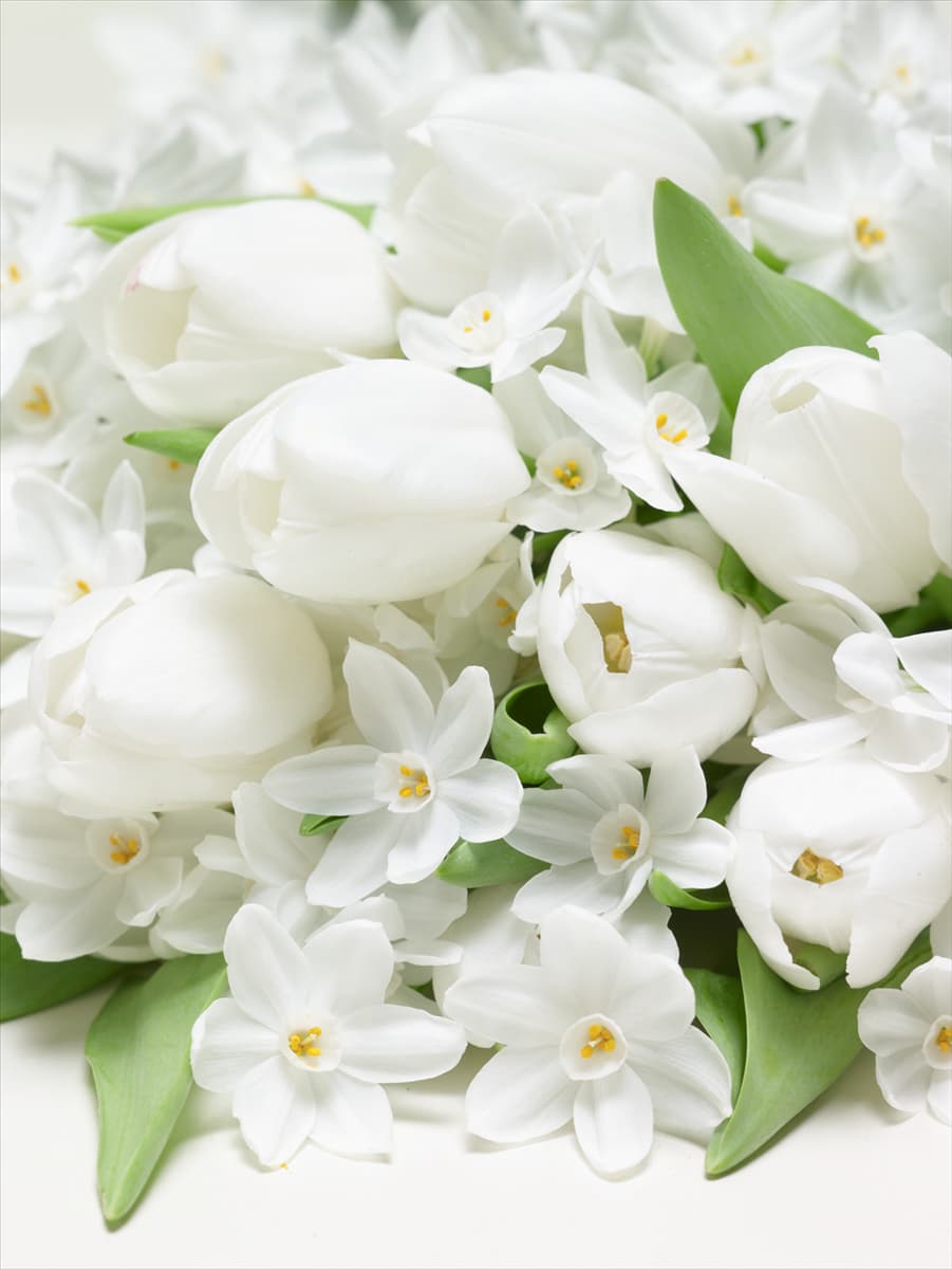 Stimmungsbild mit Tulipa Triumph Silver Dollar und Narcissus papyraceus Paperwhite