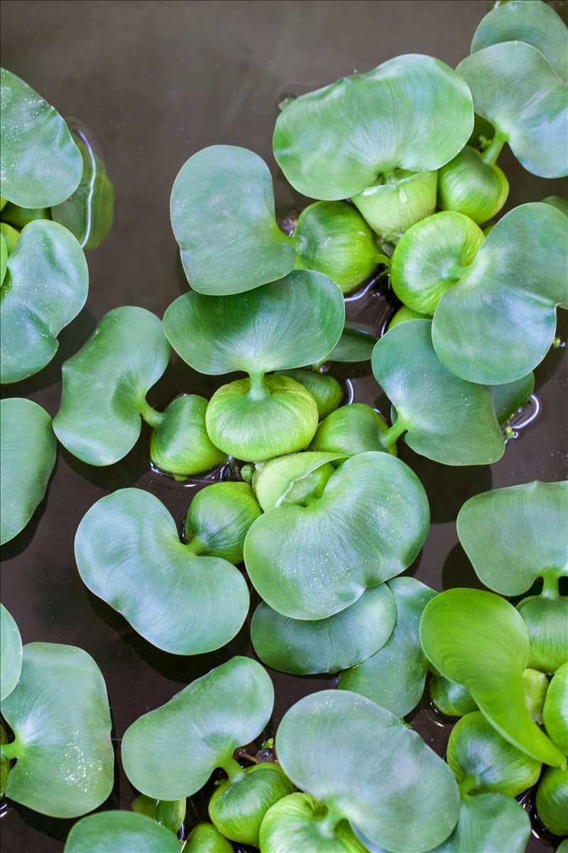 Eichhornia crassipes