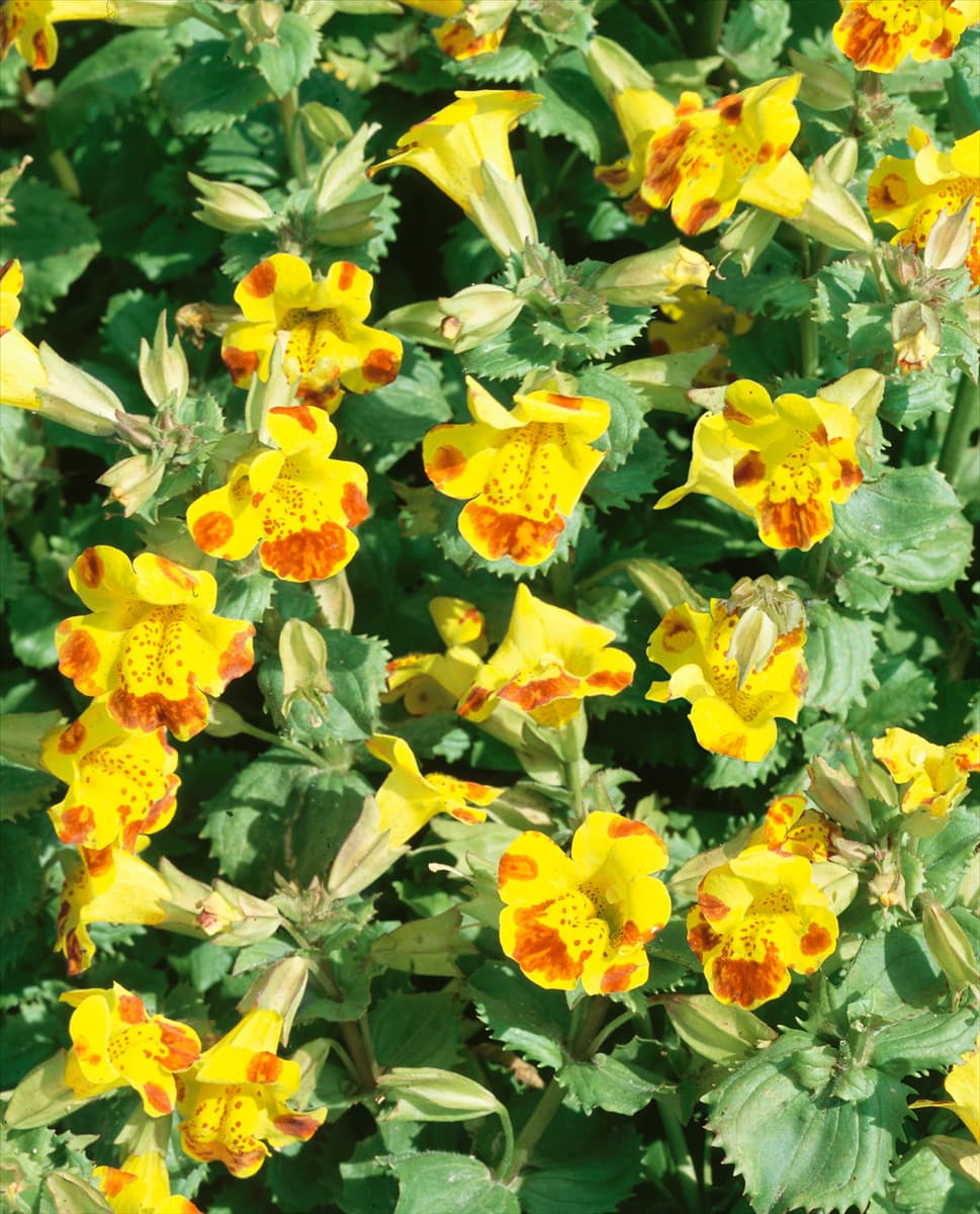 Mimulus Major Bees