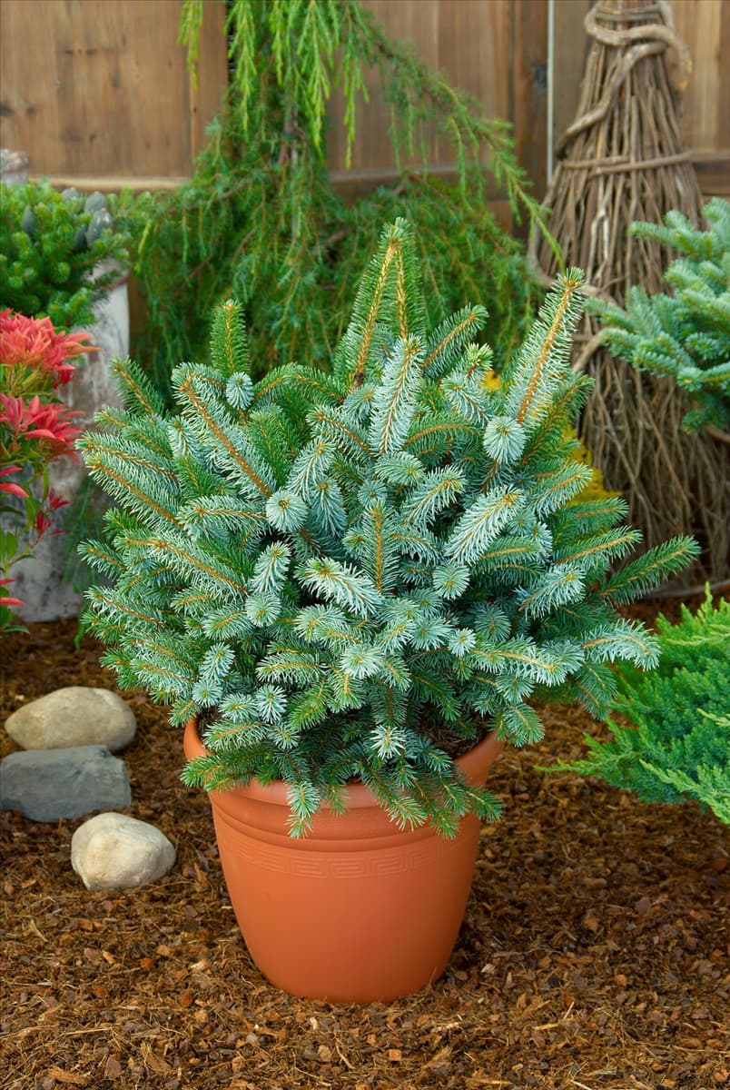 Picea sitchensis Silberzwerg in pot
