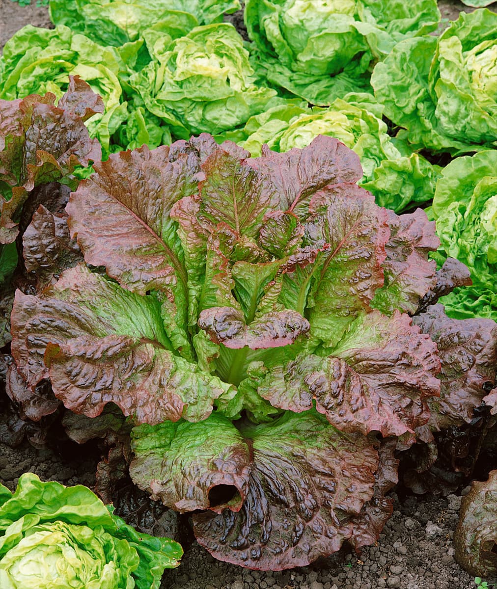 Bindesalat / Lactuca sativa var. longifolia