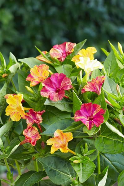Mirabilis jalapa 'Marbles'