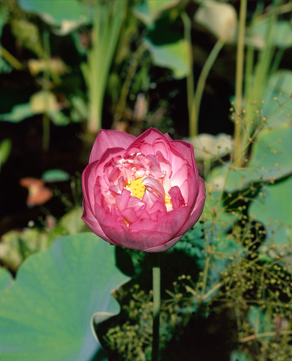 Nelumbo nucifera Plenum