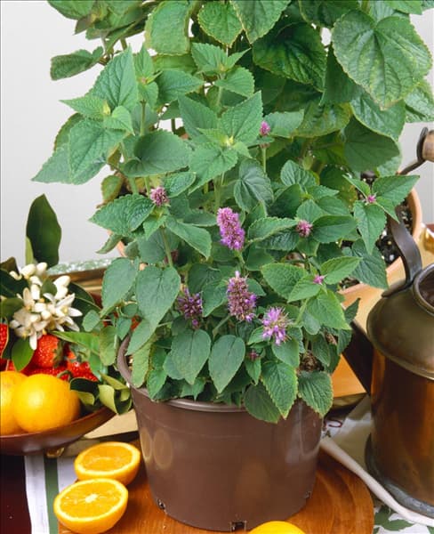 Hyssopus officinalis 'Roseus'