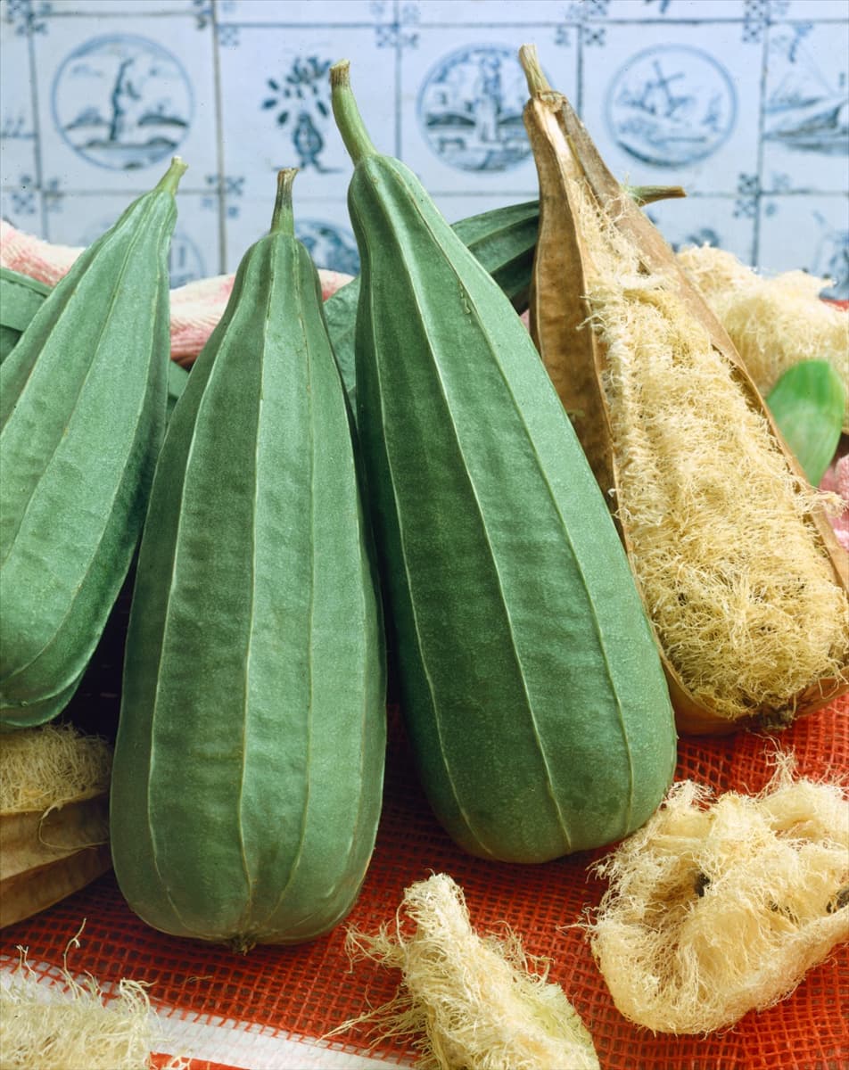 Luffa aegyptiaca