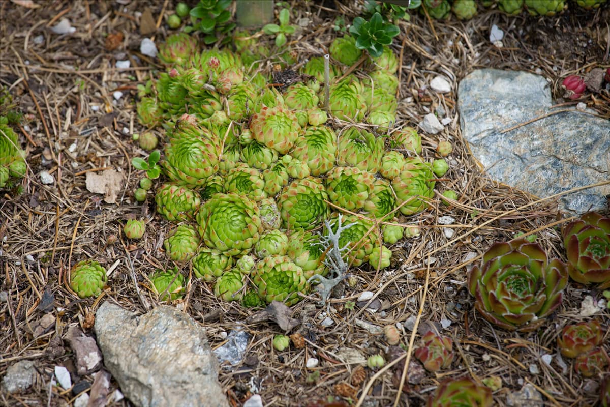 Jovibarba globifera
