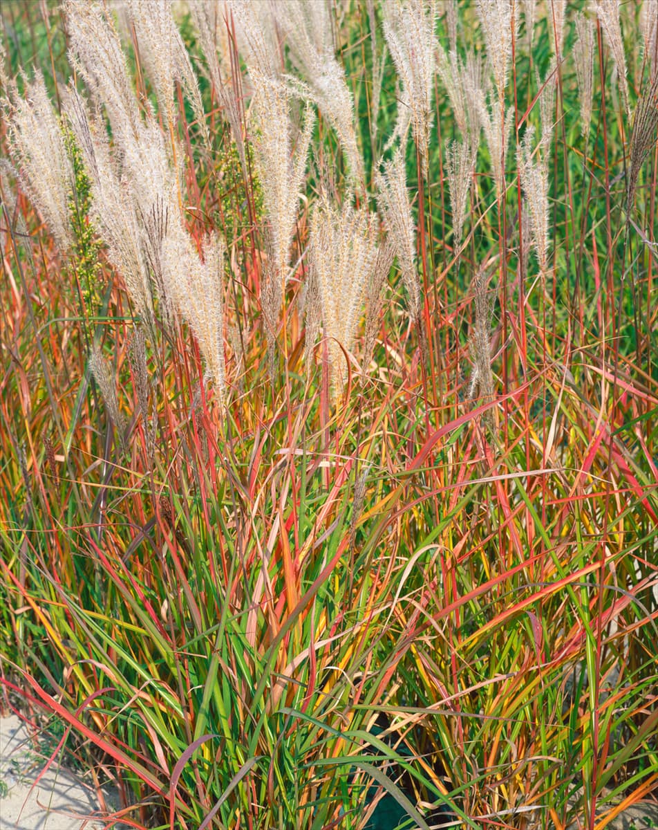 Miscanthus sinensis Adagio