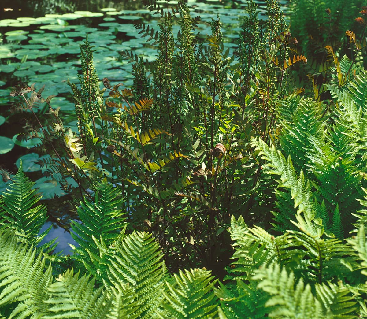 OSMUNDA REGALIS PURPURASCENS