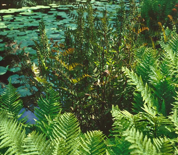 Osmunda regalis 'Purpurescens'