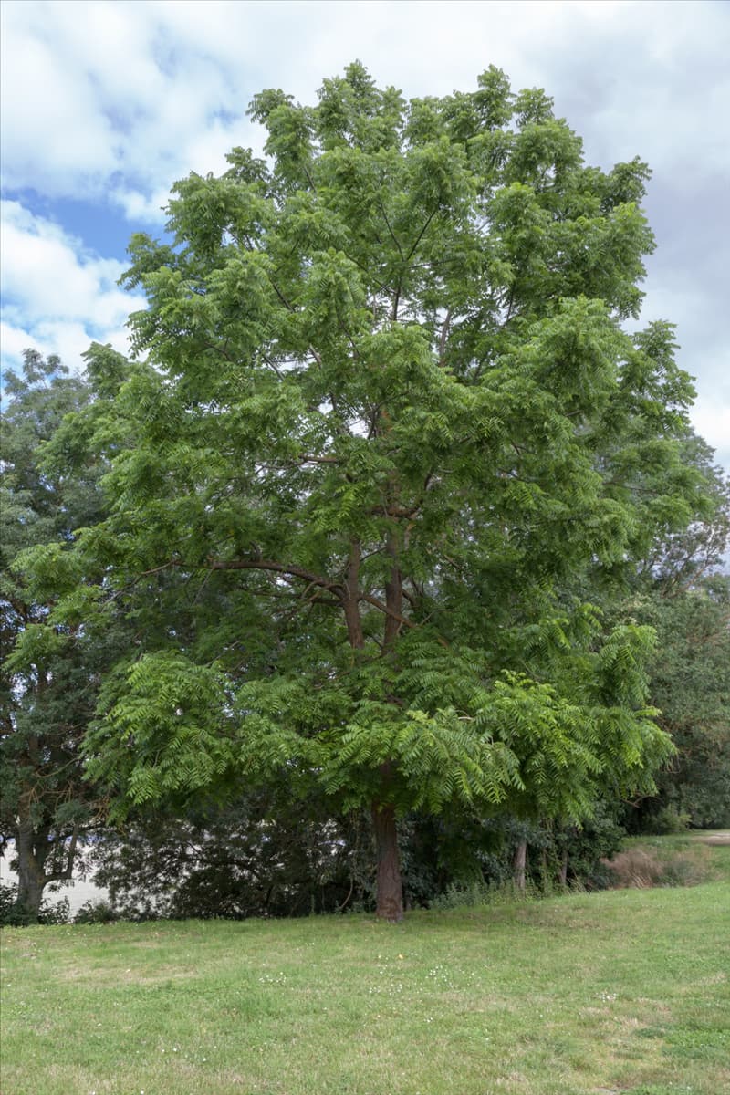 Juglans nigra