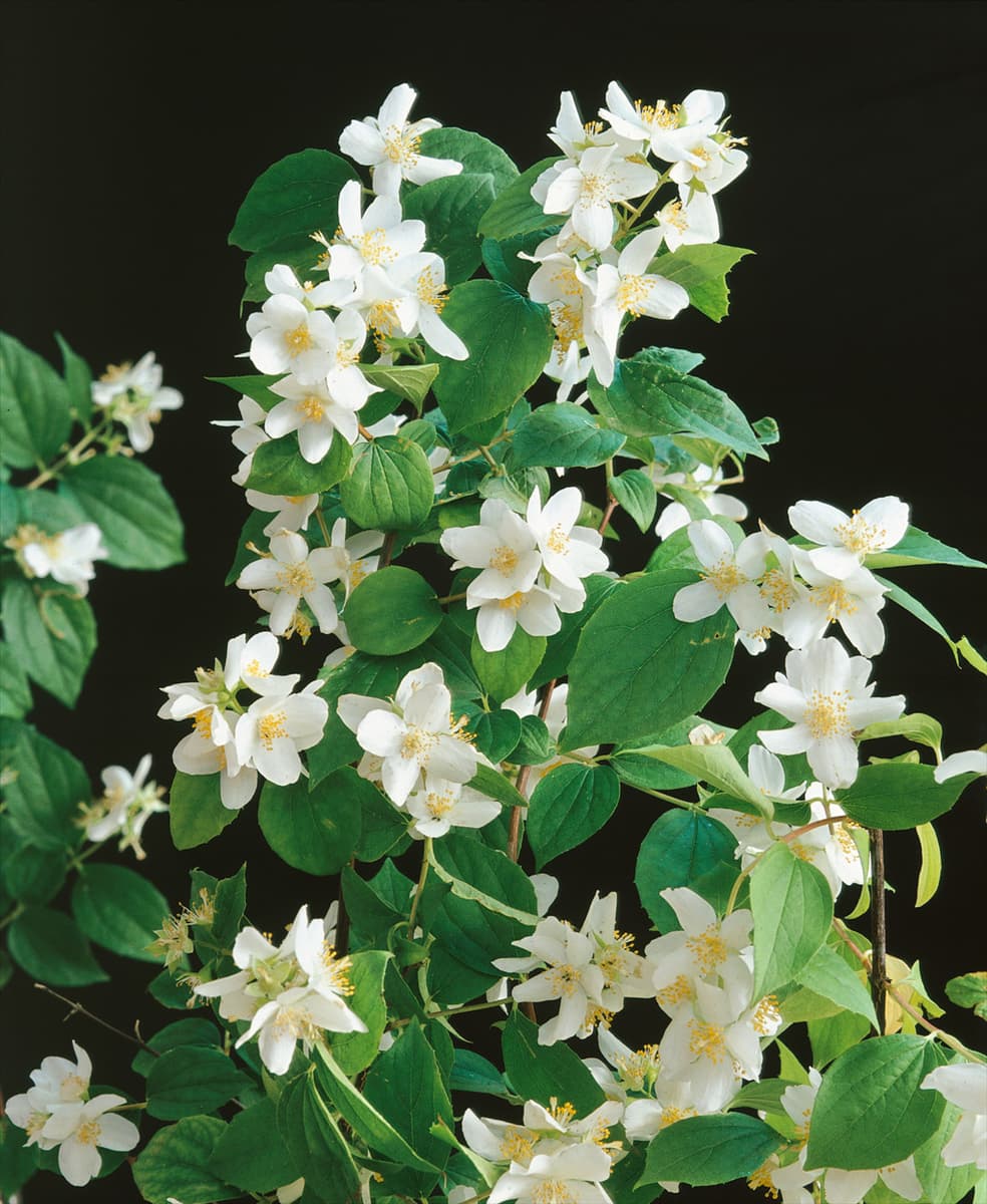 Philadelphus Dame Blanche