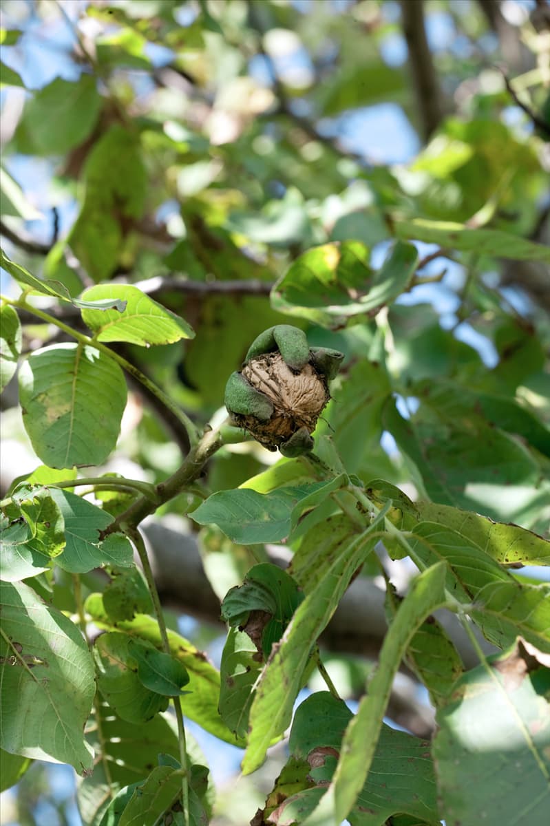 Juglans regia subsp. regia Apollo