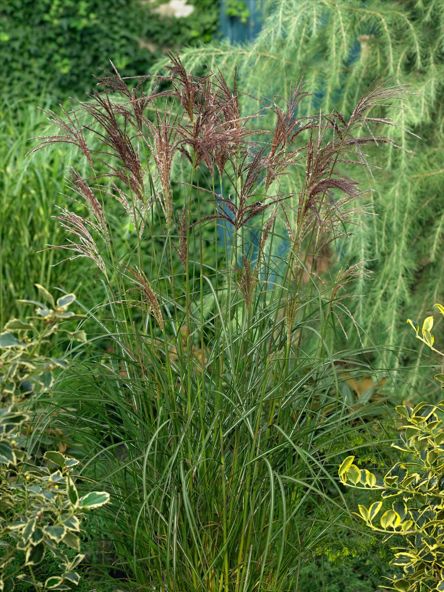 Miscanthus sinensis Ferner Osten