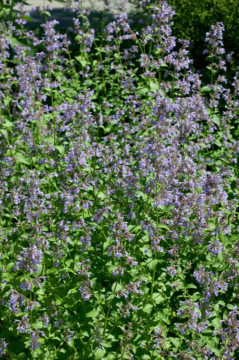 Nepeta grandiflora Pool Bank
