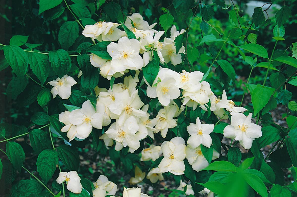 Philadelphus x virginalis Natchez