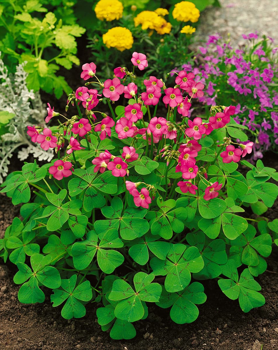 OXALIS DEPPEI