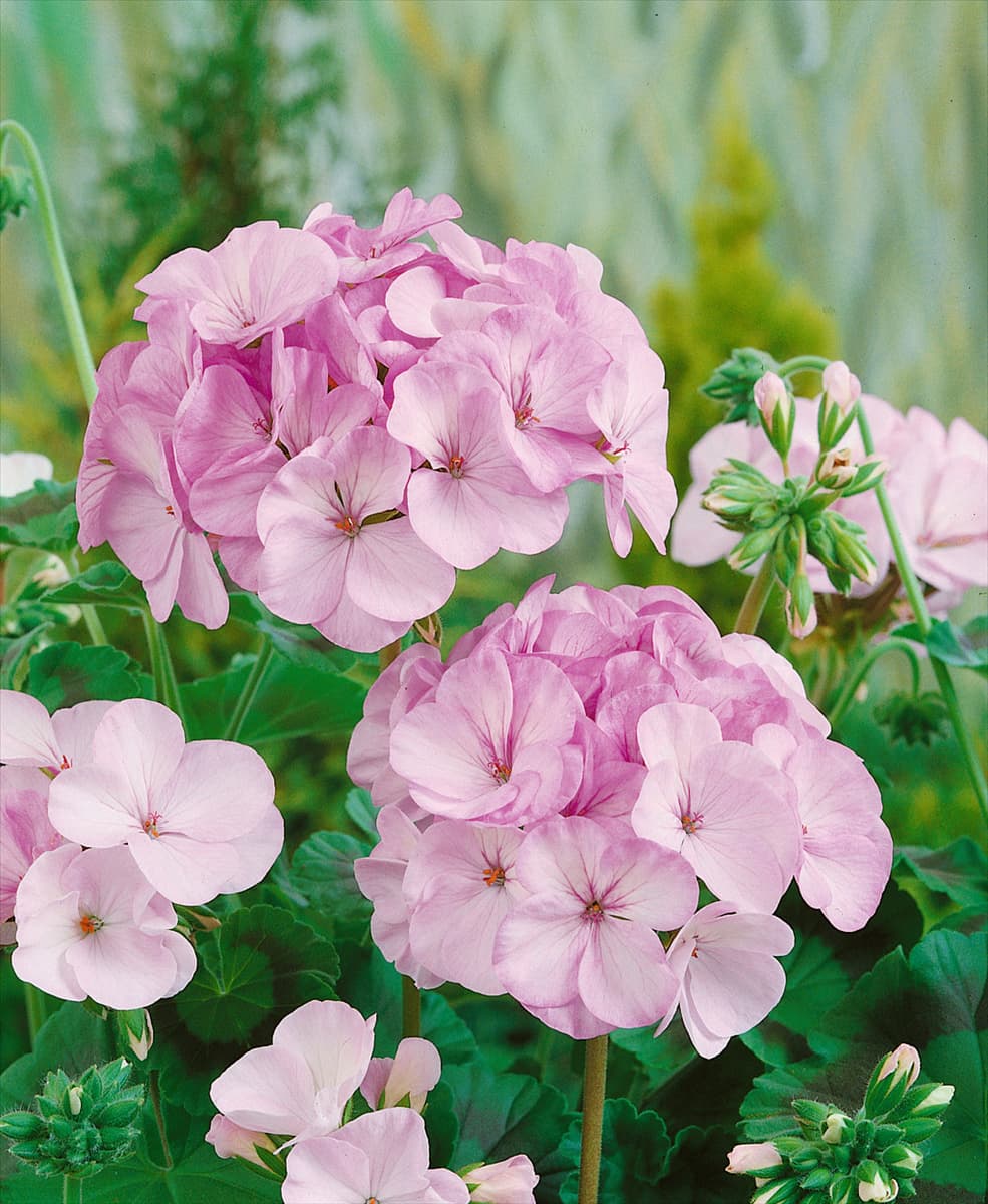 PELARGONIUM ZONALE VOGUE APPLEBLOSSOM