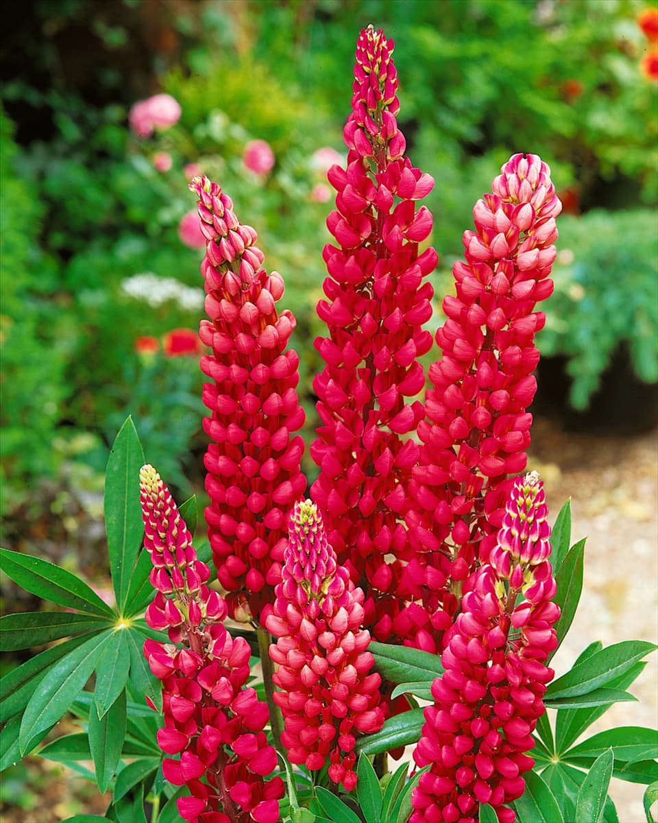 Lupinus Russell-Hybriden red