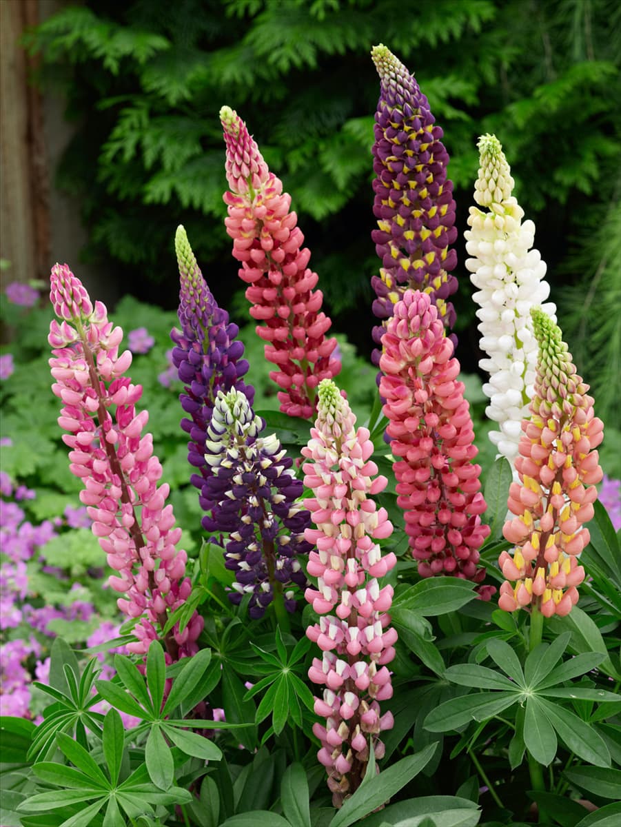 Lupinus polyphyllus