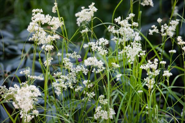 Luzula nivea 'Lucius'