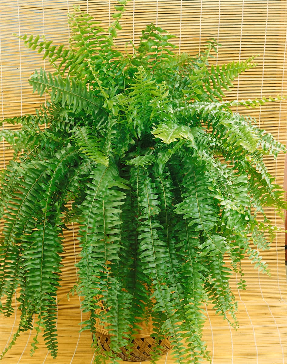 NEPHROLEPIS EXALTATA