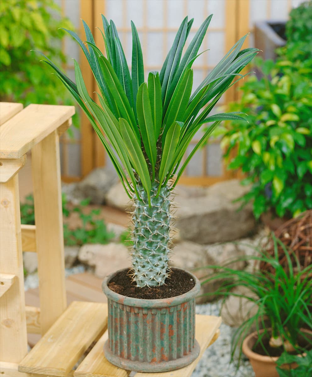 Pachypodium lamerei